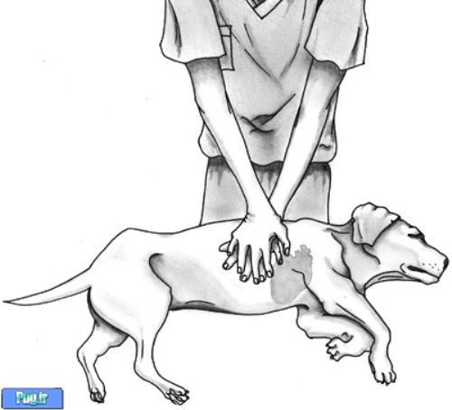 کمک ها اولیه در سگ ها 