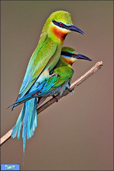 زیباترین پرندگان