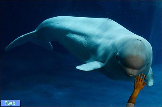 تصویر نهنگی که می تواند صدای انسان را تقلید کند!! + عکس