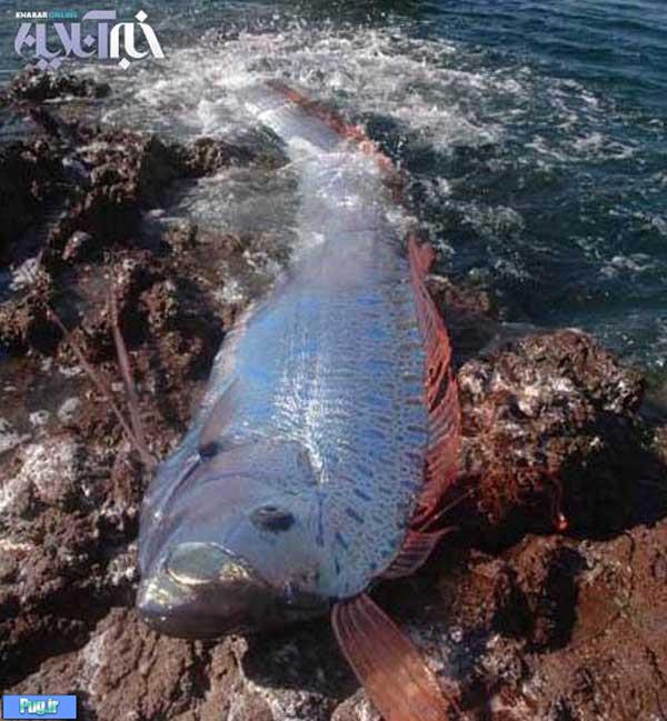 صید ماهی غول پیکر در سواحل مکزیک