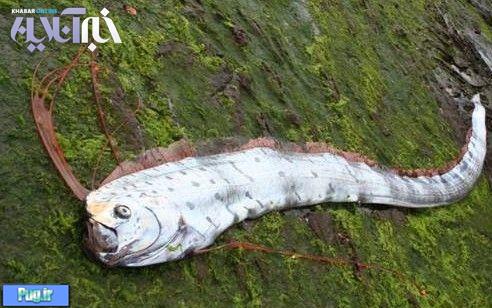 صید ماهی غول پیکر در سواحل مکزیک