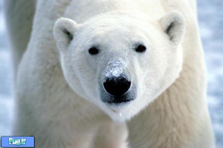  خرس‌های قطبی