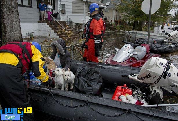  کمک رسانی به حیوانات در توفان سندی