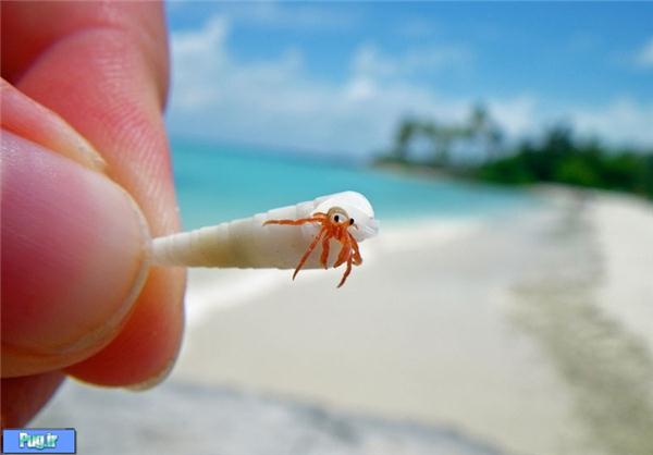 کوچکترین خرچنگ دنیا