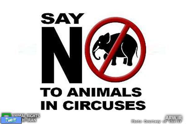  حیوانات وحشی در سیرک‎های هلند ممنوع