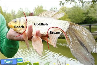 ماهی عجیبی که از ۳ گونه متفاوت بوجود آمده