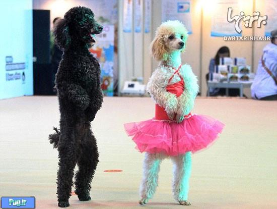 مسابقه رقص سگ ها