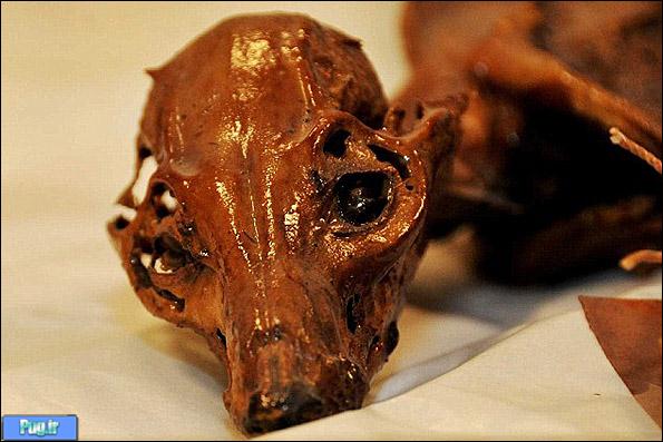 تصویر اولین سگ هزارساله مومیایی شده