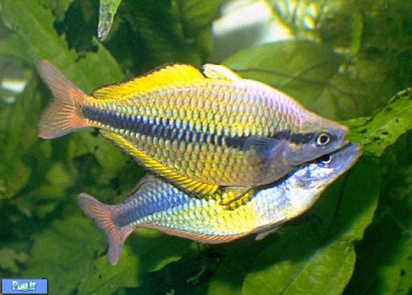  معرفی ماهی رنگین کمان زرد (Melanotaenia herbertaxelrodi) 