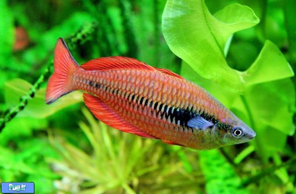 معرفی ماهی رنگین کمان دریاچه ی کومای (Melanotaenia parva) 