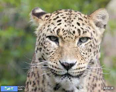 حیواناتی که در ایران منقرض شده اند 