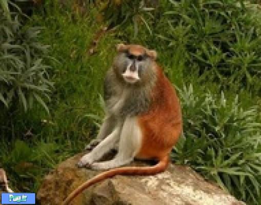 مرگ دلخراش یک میمون در باغ وحش آمریکا