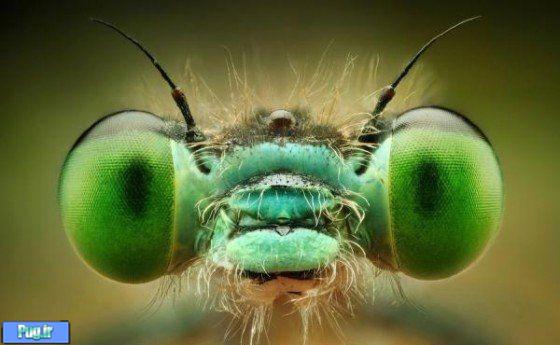 چشم در حشرات
