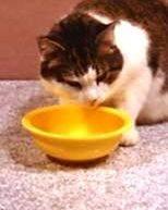   چرا گربه غذای خود را می پوشاند?
