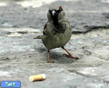  پرندگان از سیگار استفاده مفید می‌کنند 