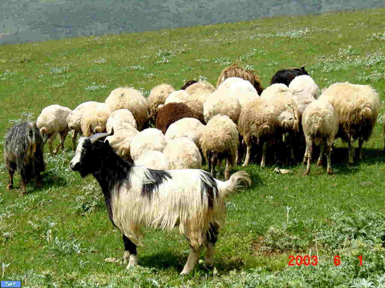 گرگ‌های وحشی 41 گوسفند را تلف کردند
