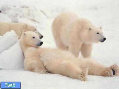انقراض خرس های قطبی