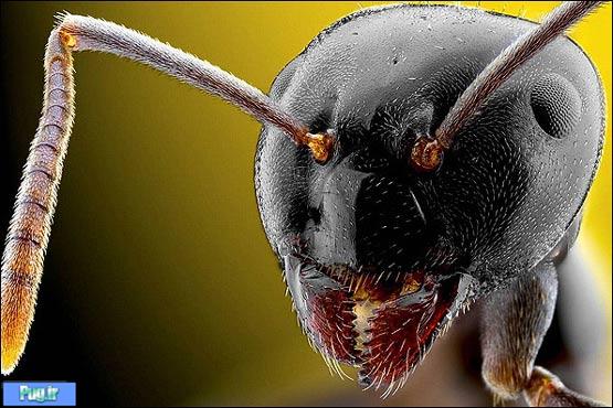 عکاسی از حشرات