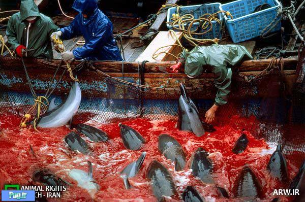 کشتار خونین دلفین