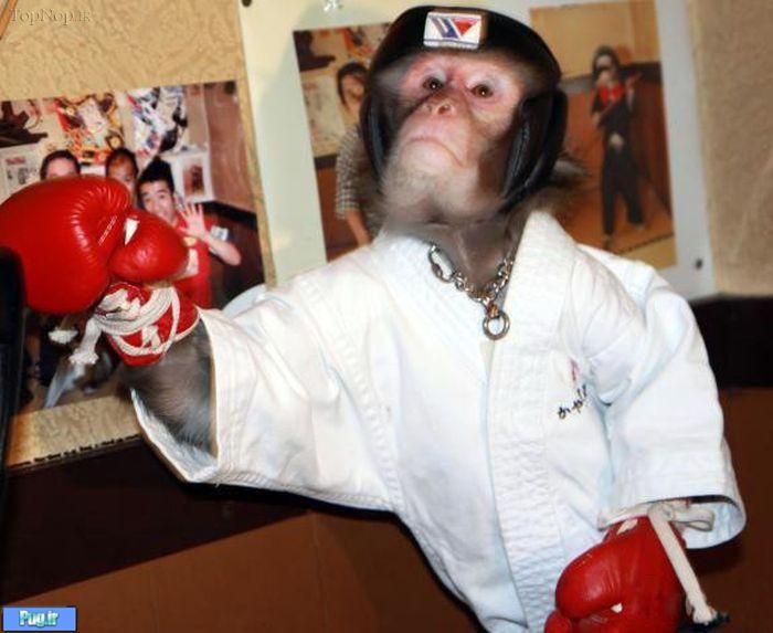 میمون کاراته کار