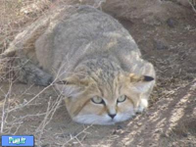  سه گونه از گربه‌سانان ایرانی در زیستگاه‌های سمنان