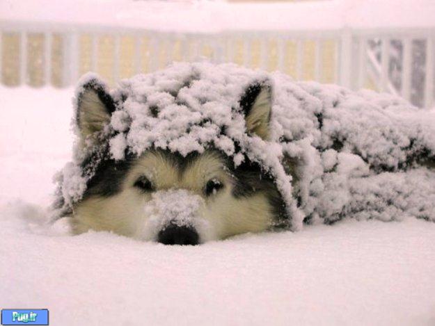 نگهداری از سگ در فصل زمستان