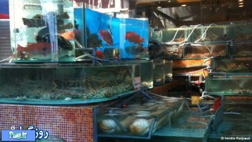  ماهی‌ها از دریا تا رستوران‌ 