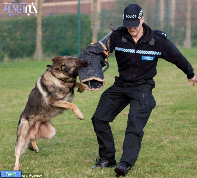  زبده ترین سگ پلیس دنیا