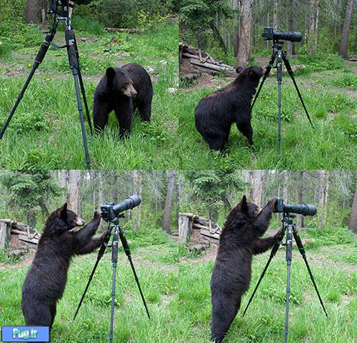 خرس عکاس 