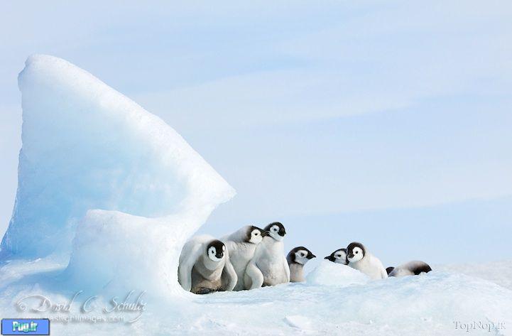 زیبا ترین پنگوئن   زمین 