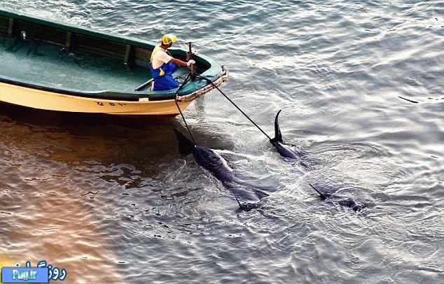 شکار دلفین ها