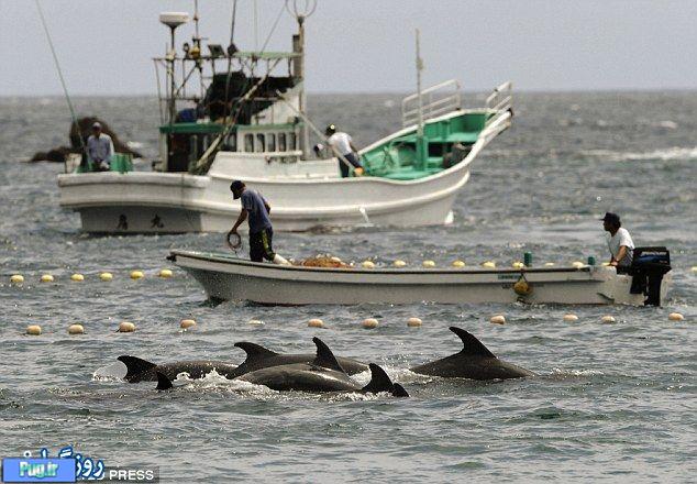 شکار دلفین ها