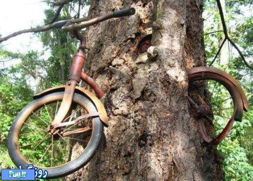 درختی که دوچرخه ای را خورد