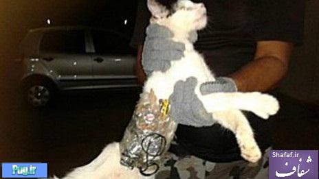 دستگیری گربه خلافکاری که با جنایتکاران همکاری می کرد!! + عکس