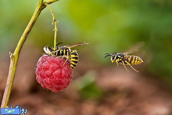 زنبور عسل 