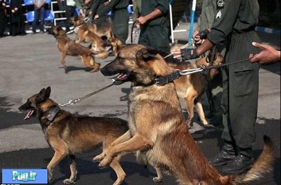 سگ‌های موادیاب ایران گشنه اند !