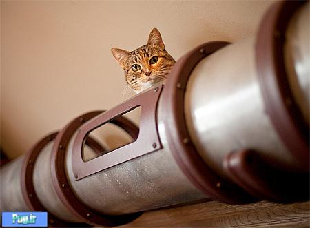 تونلی برای گربه ها 