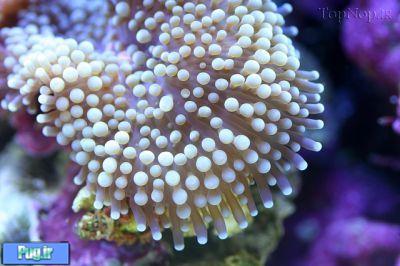 مرجان ها از نمای نزدیک 