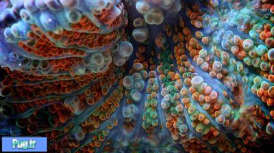 مرجان ها از نمای نزدیک 