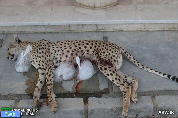 مرگ ۲۷ یوزپلنگ ایرانی