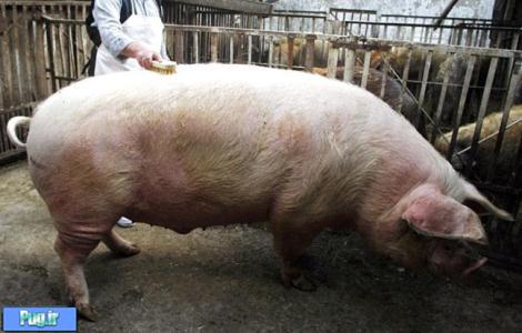 سنگین ترین خوک دنیا