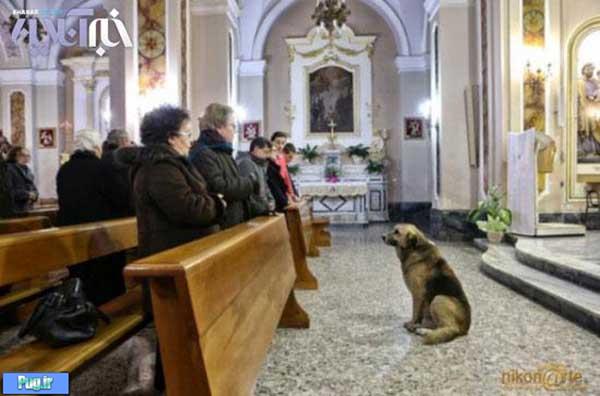 باوفا ترین سگ دنیا