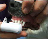  شیوه نگهداری و تمیز کردن دندانهای سگ و گربه  