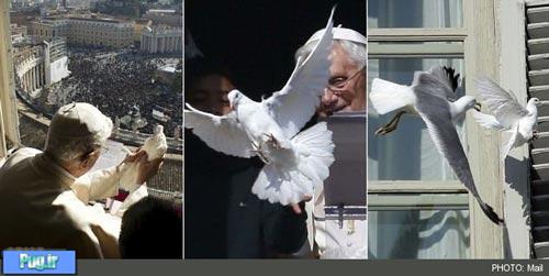 پرنده صلح پاپ خورده شد! +عکس