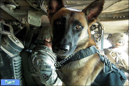  بهترین سگ‌ها برای آموزش نظامی