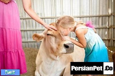 10 واقعیت در رابطه با شیر گاو