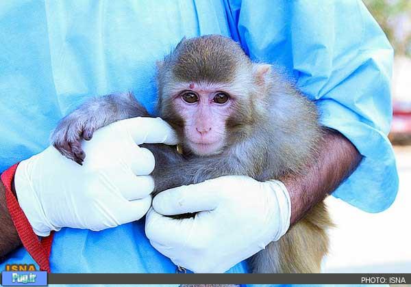 میمون فضانورد ایران سالم است