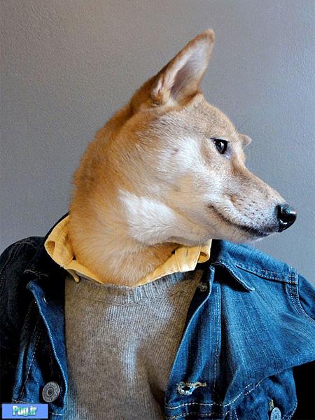 این سگ عاشق لباس پوشیدن است 
