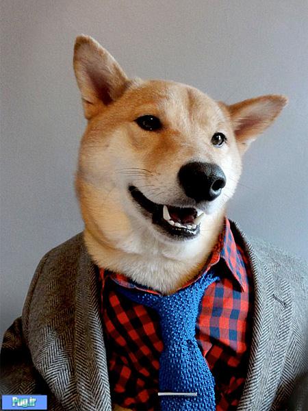 این سگ عاشق لباس پوشیدن است 