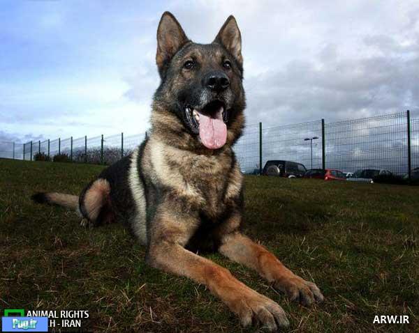بهترین سگ پلیس دنیا 
